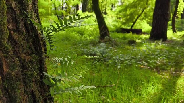Close-up of a tree trunk covered in soft green moss, with fresh fern shoots growing from its surface. The rich textures of bark, moss, and young plants, 