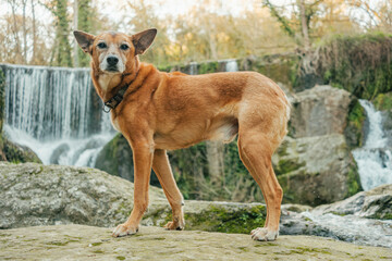An old, orange, mixed-breed dog without a tail looks at the camera. Waterfalls in the background of a lush landscape in La Garrotxa, Catalonia.
