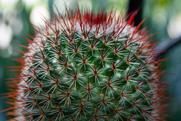 Cactus plant symbolizing resilience and survival in nature