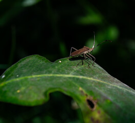 Delicate Insect on Leaf with Soft Natural Light