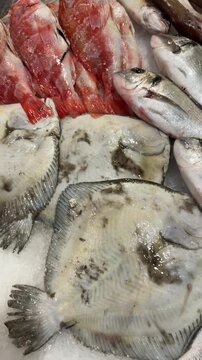Array of lively marine life showcased on icy platform with shine