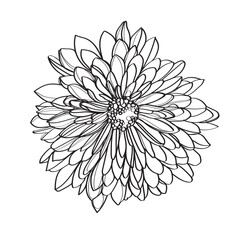 Fototapeta premium vector illustration of a flower