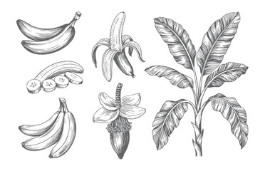 Vintage style banana collection featuring peel, slices and plant. Engraved tropical banana elements isolated on white background. © Artverza