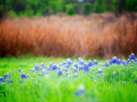 Bluebonnet Season - Texas bluebonnets are blooming everywhere from city to country side.