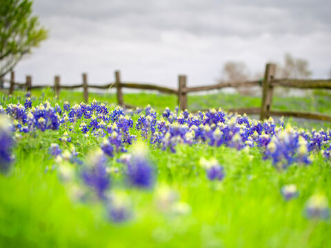 Bluebonnet Season - Texas bluebonnets are blooming everywhere from city to country side.
