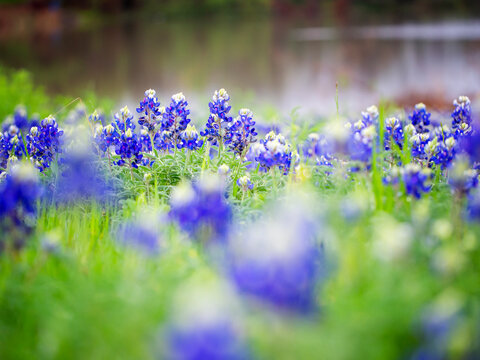 Bluebonnet Season - Texas bluebonnets are blooming everywhere from city to country side.