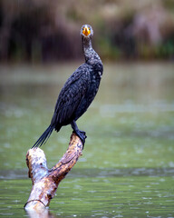 Cormorant