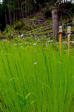Lein (Linum usitatissimum)