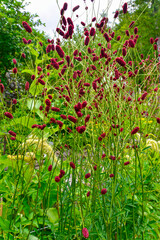 Gro&szlig;er Wiesenknopf (Sanguisorba officinalis)	
