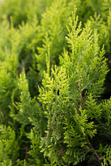 Fototapeta premium Evergreen thuja or cypress branch with vibrant lime green foliage and soft focus background.