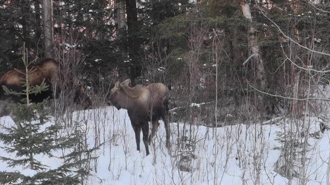 A pair of wild Alaska moose (Alces alces gigas), one adult and one younger, browse in a snowy willow thicket.