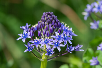 Close up of Portugese squill (scilla peruviana) flowers in bloom