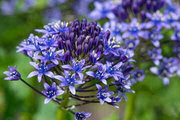 Obraz premium Close up of Portugese squill (scilla peruviana) flowers in bloom