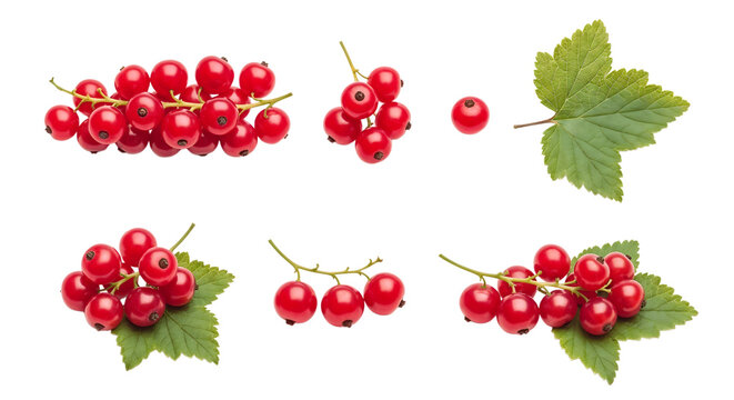 Vibrant red currants on delicate stems with fresh green leaves showcasing a collection of ripe berries and botanical elements against a clean white