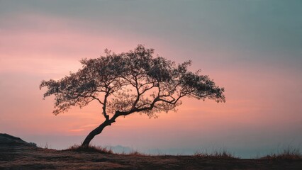 Obraz premium Lone tree at sunset