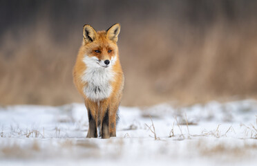 Red fox ( Vulpes vulpes ) in winter scenery