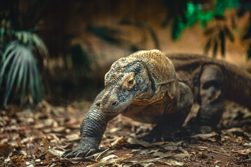 Fototapeta premium Close-up on a female Komodo dragon roaming its zoo enclosure