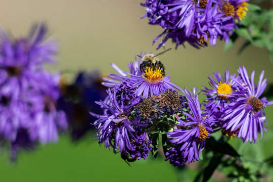 A common eastern bumblebee pollinates vibrant purple New England aster flowers in a sunlit garden
