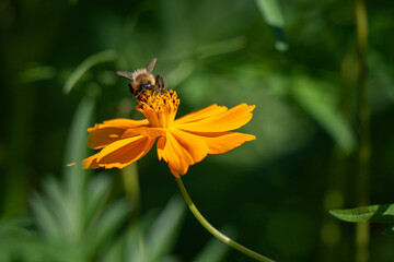 Obraz premium A bumblebee pollinates a vibrant orange sulfur cosmos against a lush green garden background