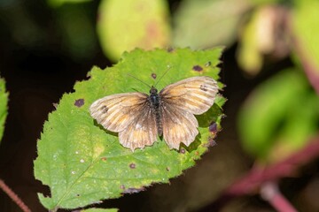 Fototapeta premium Close up of a meadow brown (maniola jurtina) butterfly on a leaf