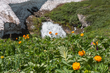 Vivid orange lush flowers bloom among grasses overlooking big waterfall flows from rock under glacier in sunny day. Flowering grassy meadow against large spring stream under snow cornice in bright sun © Daniil