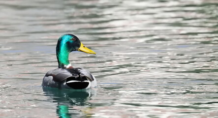 Obraz premium Mallard duck, Anas platyrhynchos, birds of Bosnia and Herzegovina