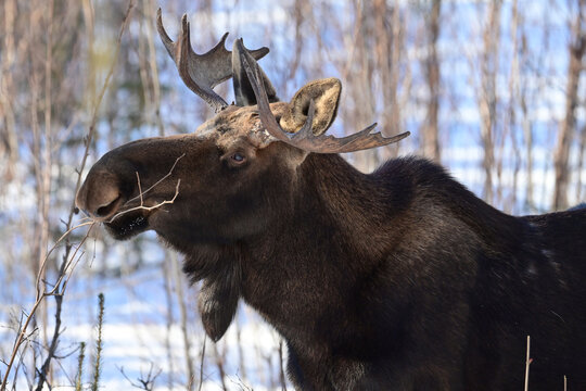 A wild Alaska bull moose (Alces alces gigas) browses on brush and twigs in the boreal forest on a winter day.