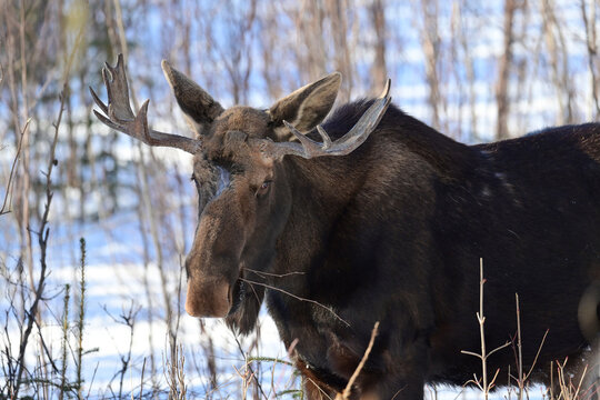 A wild Alaska bull moose (Alces alces gigas) browses on brush and twigs in the boreal forest on a winter day.