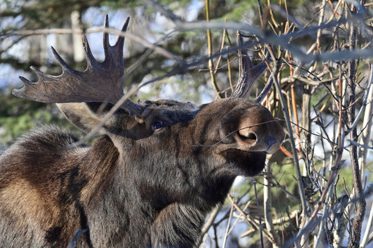 A wild Alaska bull moose (Alces alces gigas) browses on brush and twigs in the boreal forest on a winter day.
