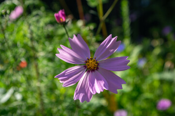 Obraz premium Cosmos bipinnatus mexican aster flowering white pink garden plants, group of beauty petal flowers in bloom on green background