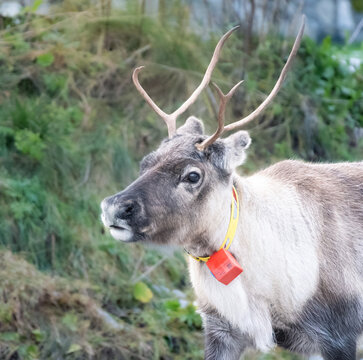 renne attraversano le strade norvegesi attorno a tromso