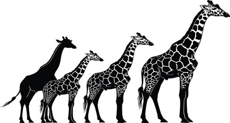 Giraffe family silhouettes and patterned vector illustrations set on white background for African wildlife safari nature and zoo animal designs © Its Saidul 