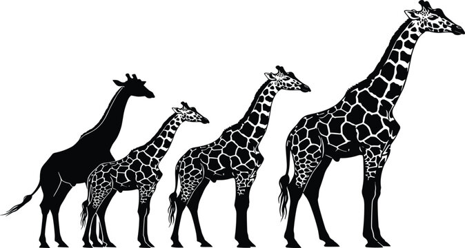 Giraffe family silhouettes and patterned vector illustrations set on white background for African wildlife safari nature and zoo animal designs