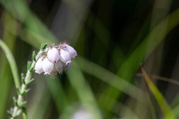 Obraz premium Close up of cross leaved heath (erica tetralix) flowers in bloom