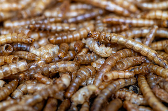 A large number of worms form a natural backdrop. Concepts of disgust, paralysis, biohazard, parasites, contamination, and organic texture. Ideal as an abstract background or macro pattern.
