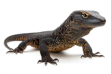 Fototapeta premium Monitor lizard with dark scales and yellow speckles, posed against a white background