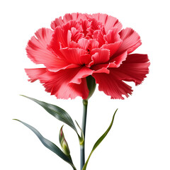 赤いカーネーションの一輪クローズアップ