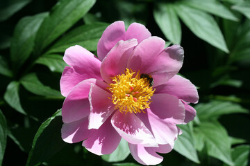 Colorful flowers in summer garden