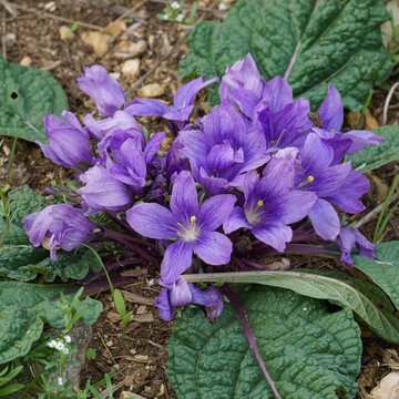 Myth and Magic: The Forbidden Purple Flowers of the Mandrake Plant in the Ancient Land of Sicily