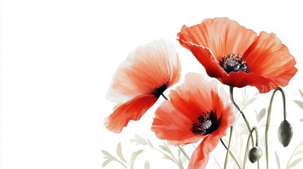 Obraz premium Watercolor Red Poppy Flowers Illustration on White Background