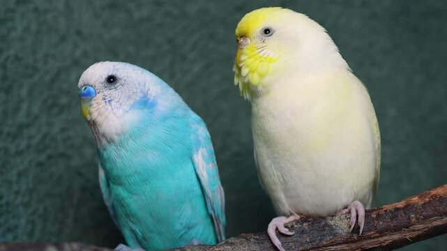 Close-up of two yellow and blue pet parakeets on a wooden branch.