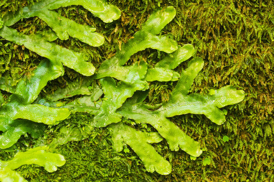 Close up of scented liverwort (Conocephalum conicum), Madeira