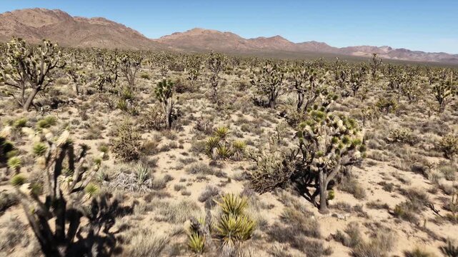  Joshua tree forest ( Yucca brevifolia)  at Mojave Desert