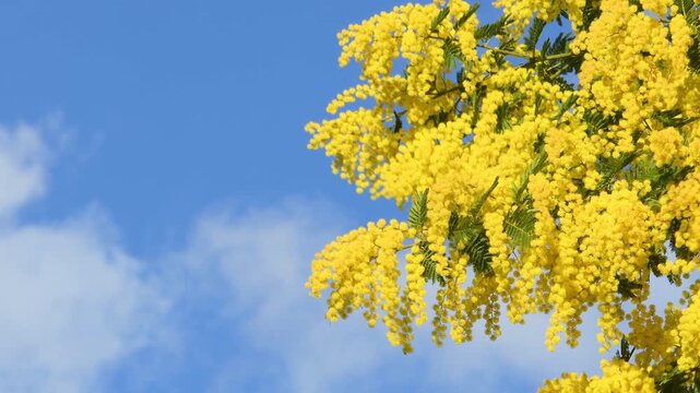 Beautiful flowering mimosa against the blue sky. The flowery branch of mimosa is offered to women on March 8th for the International Women's Day.