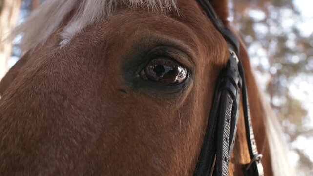 A stunning close-up of a brown horse's face, showcasing its expressive eye and beautiful white mane in a natural outdoor setting.