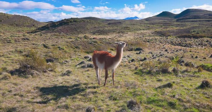 4K video: Alert Guanaco (Lama guanicoe) grazing in the vast landscape of Torres del Paine National Park, Chile