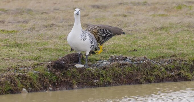 4K video; Pair of Magellan geese (Chloephaga picta picta) foraging on the bank of a small river in southern Patagonia