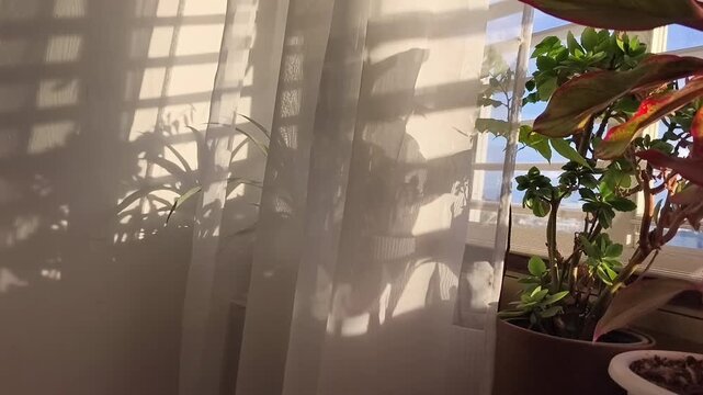 Still Life concept, Home Sweet Home, Calm life, Cozy home, plants and shades of plants on the wall, a light breeze blows into the room,	