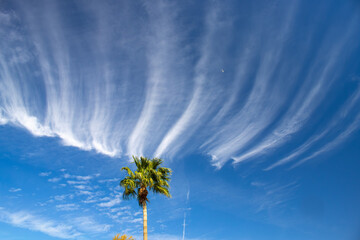 palm tree and blue sky © James Dandy