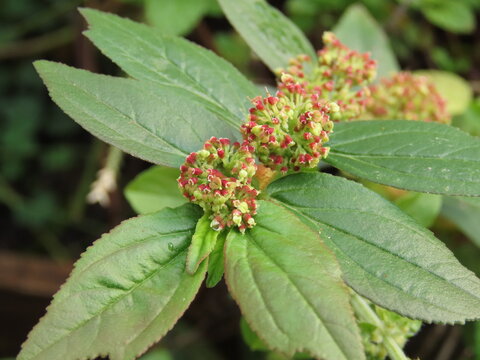 Closeup of asthma plant or hairy spurge (Euphorbia hirta), known in Brazil as erva de santa luzia. 